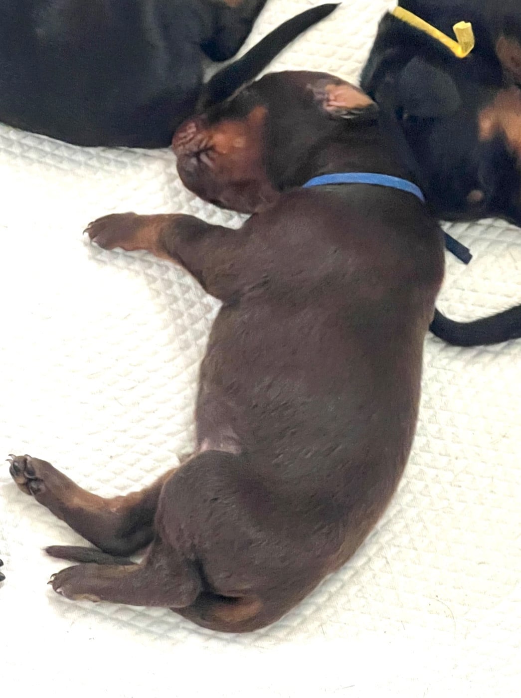 Dobermann - Not The Name I Wanted