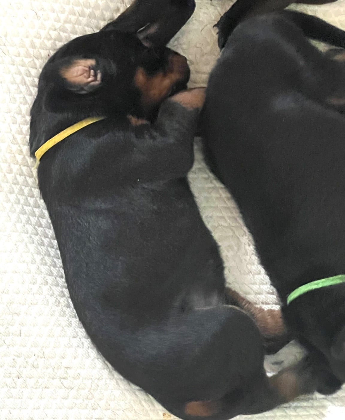 Belanus Bestla Riu. Jaune - Dobermann