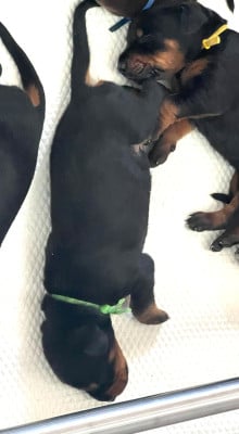 Les chiots de Dobermann