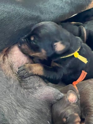 Les chiots de Dobermann