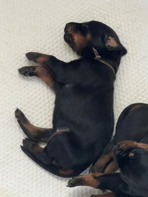 Les chiots de Dobermann