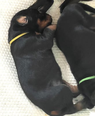 Les chiots de Dobermann