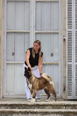 Étalon Akita americain - Valley of kingdom Des Gardiens De La Cigogne
