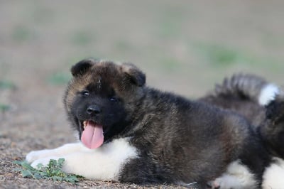 Les chiots de Akita americain
