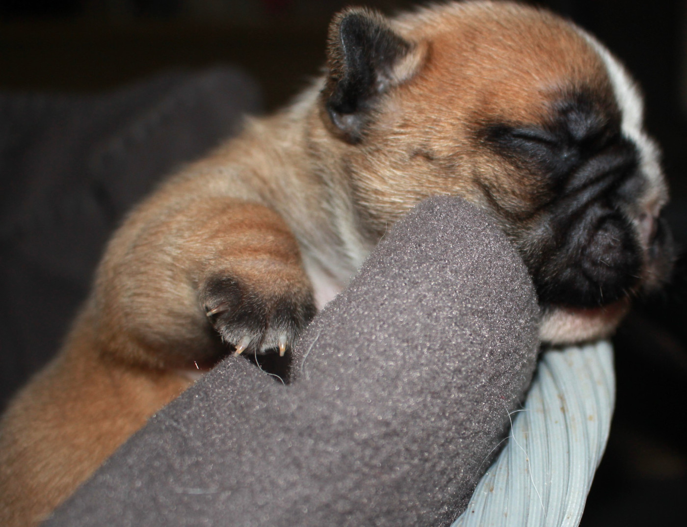 1 - Bouledogue français