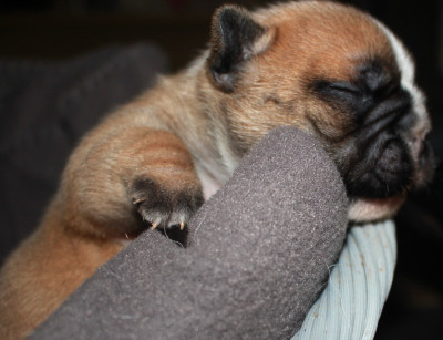 Les chiots de Bouledogue français
