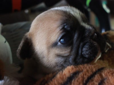 Les chiots de Bouledogue français