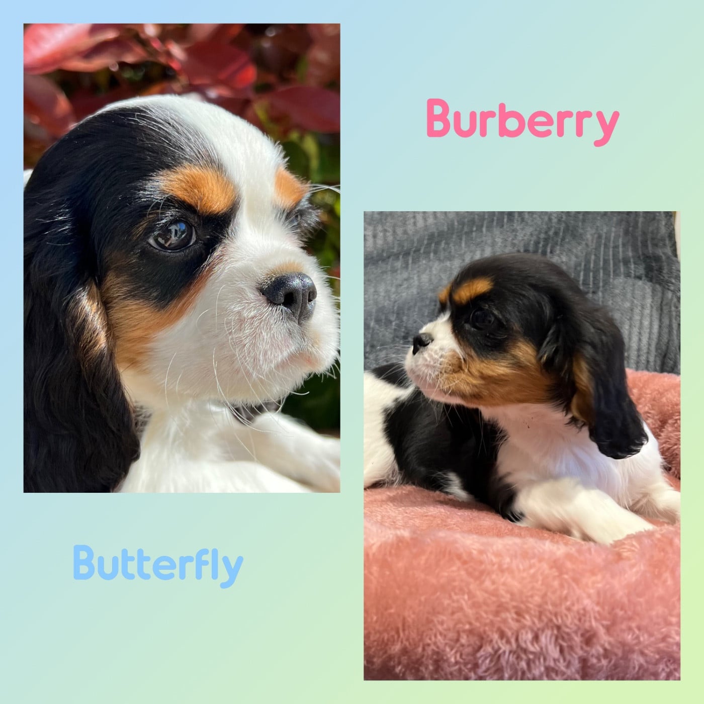 Cavalier King Charles Spaniel - Des Lys Des Champs