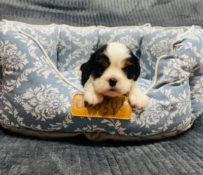 Les chiots de Cavalier King Charles Spaniel