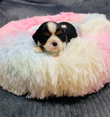 Les chiots de Cavalier King Charles Spaniel