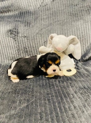 Les chiots de Cavalier King Charles Spaniel