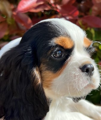 Les chiots de Cavalier King Charles Spaniel