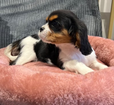 Les chiots de Cavalier King Charles Spaniel