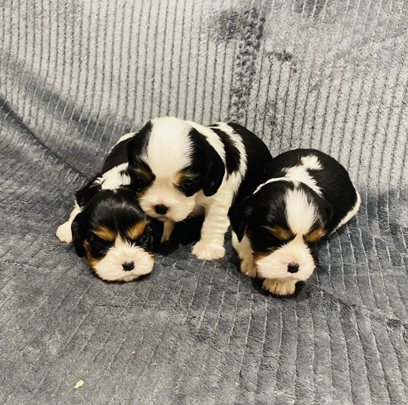 Cavalier King Charles Spaniel - Des Lys Des Champs