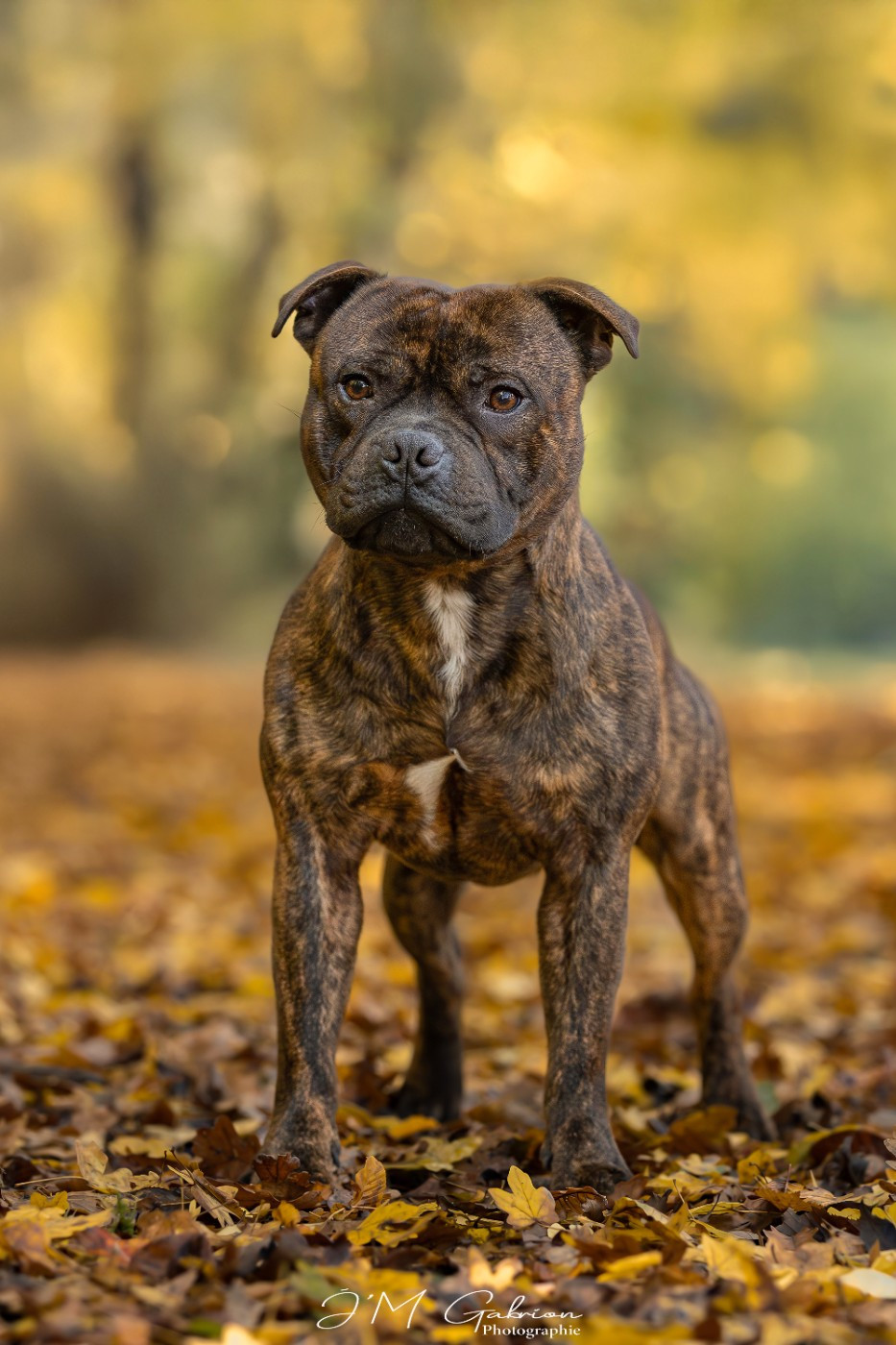 Vagner Empire Of The Red Angel