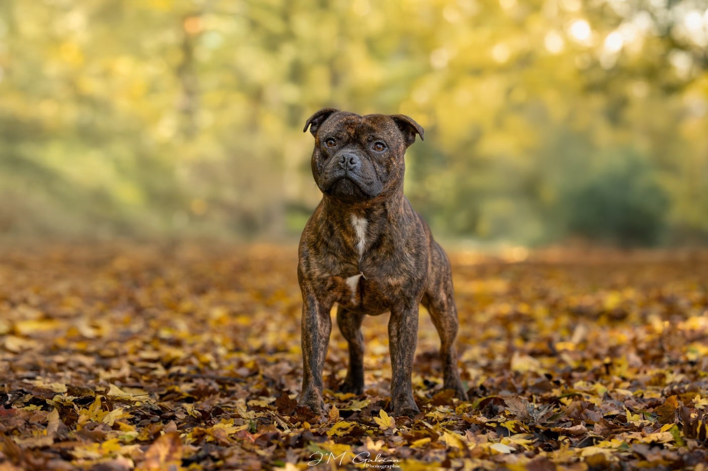 Vagner Empire Of The Red Angel