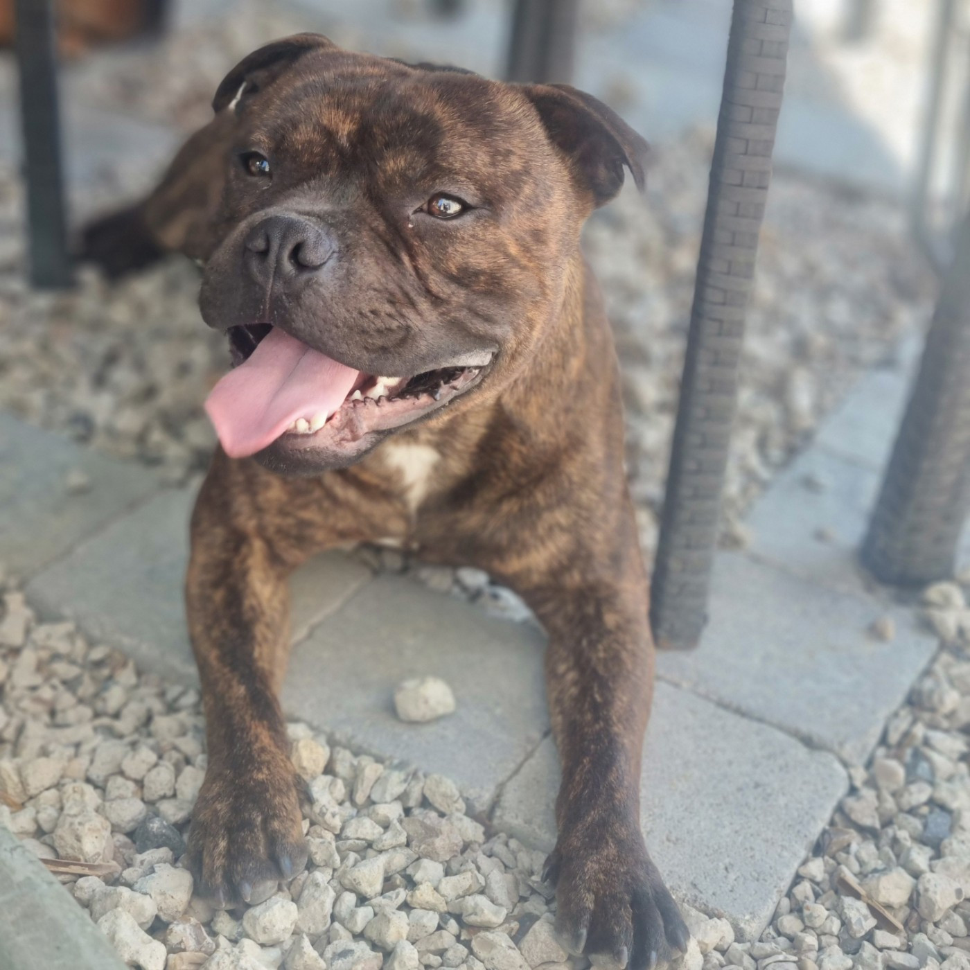 Vagner Empire Of The Red Angel