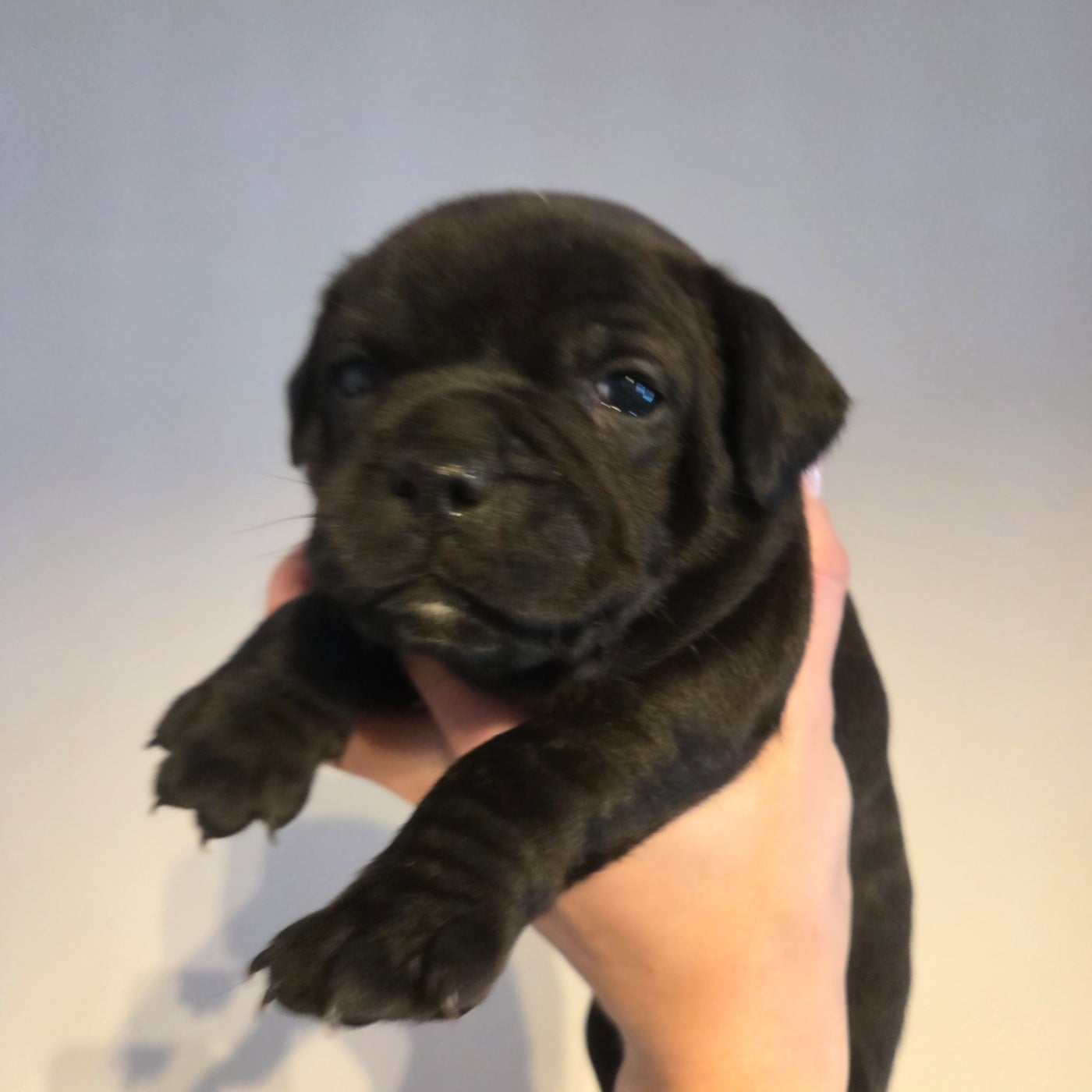 CHIOT 1 - Staffordshire Bull Terrier