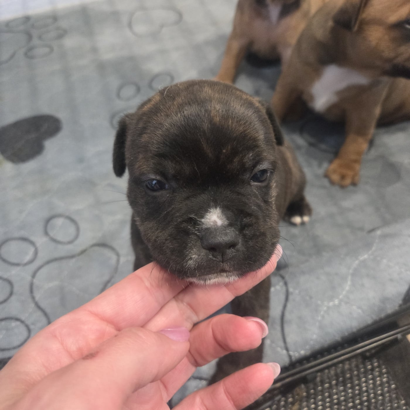 Chiot N°2 - Staffordshire Bull Terrier