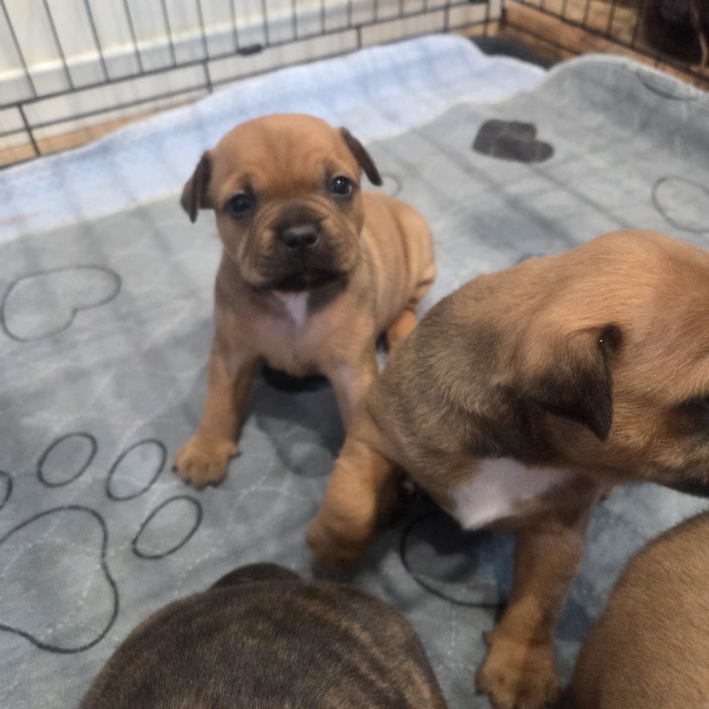 Chiot N°3 - Staffordshire Bull Terrier