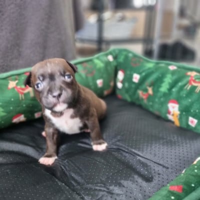 Les chiots de Staffordshire Bull Terrier