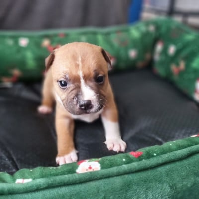 Les chiots de Staffordshire Bull Terrier