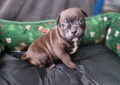 Les chiots de Staffordshire Bull Terrier