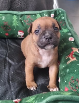 Les chiots de Staffordshire Bull Terrier