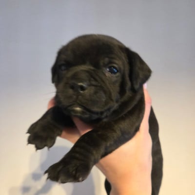 Les chiots de Staffordshire Bull Terrier