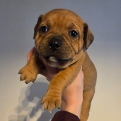 Les chiots de Staffordshire Bull Terrier