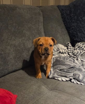 Les chiots de Staffordshire Bull Terrier