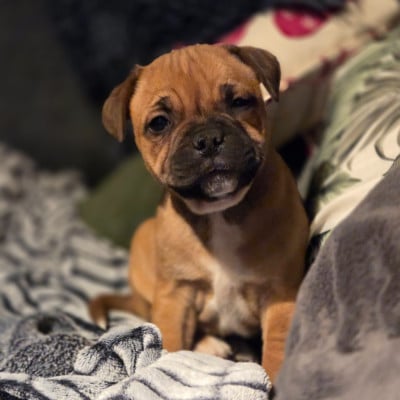 Les chiots de Staffordshire Bull Terrier