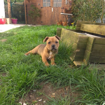 Les chiots de Staffordshire Bull Terrier