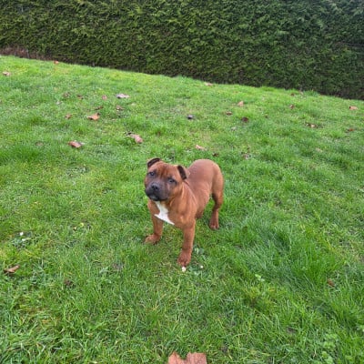 Les chiots de Staffordshire Bull Terrier