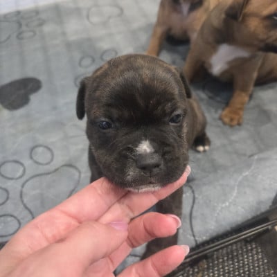 Les chiots de Staffordshire Bull Terrier
