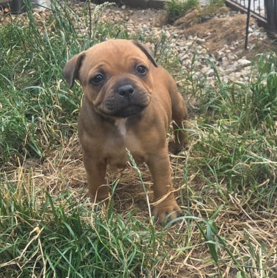 Les chiots de Staffordshire Bull Terrier