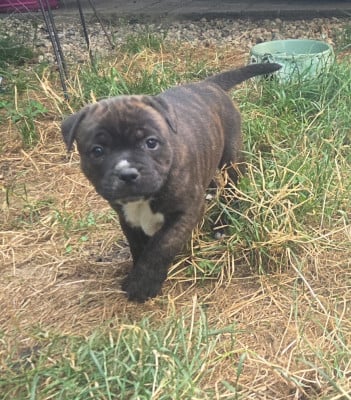 Les chiots de Staffordshire Bull Terrier