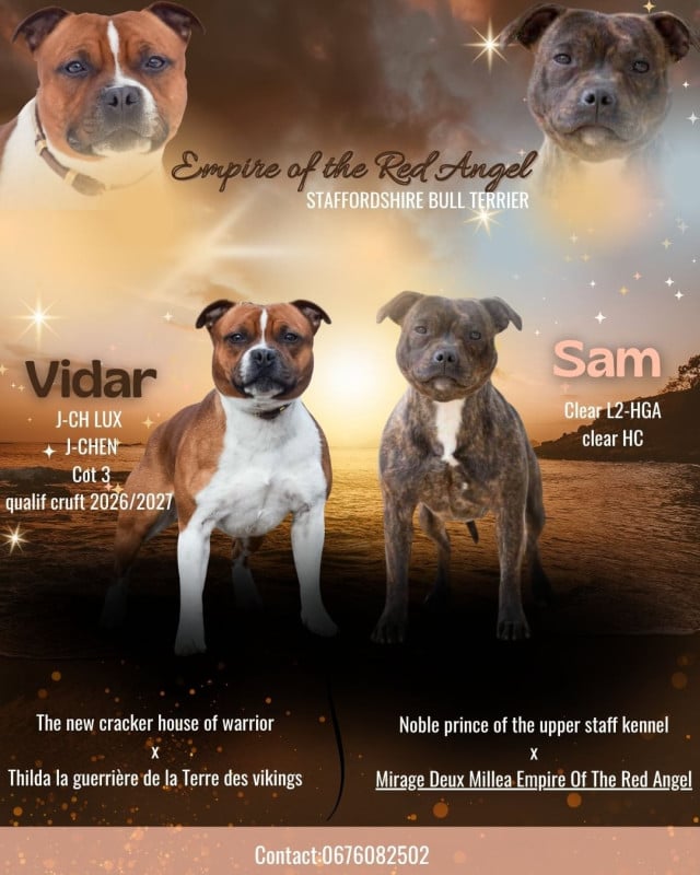 Staffordshire Bull Terrier - Empire Of The Red Angel