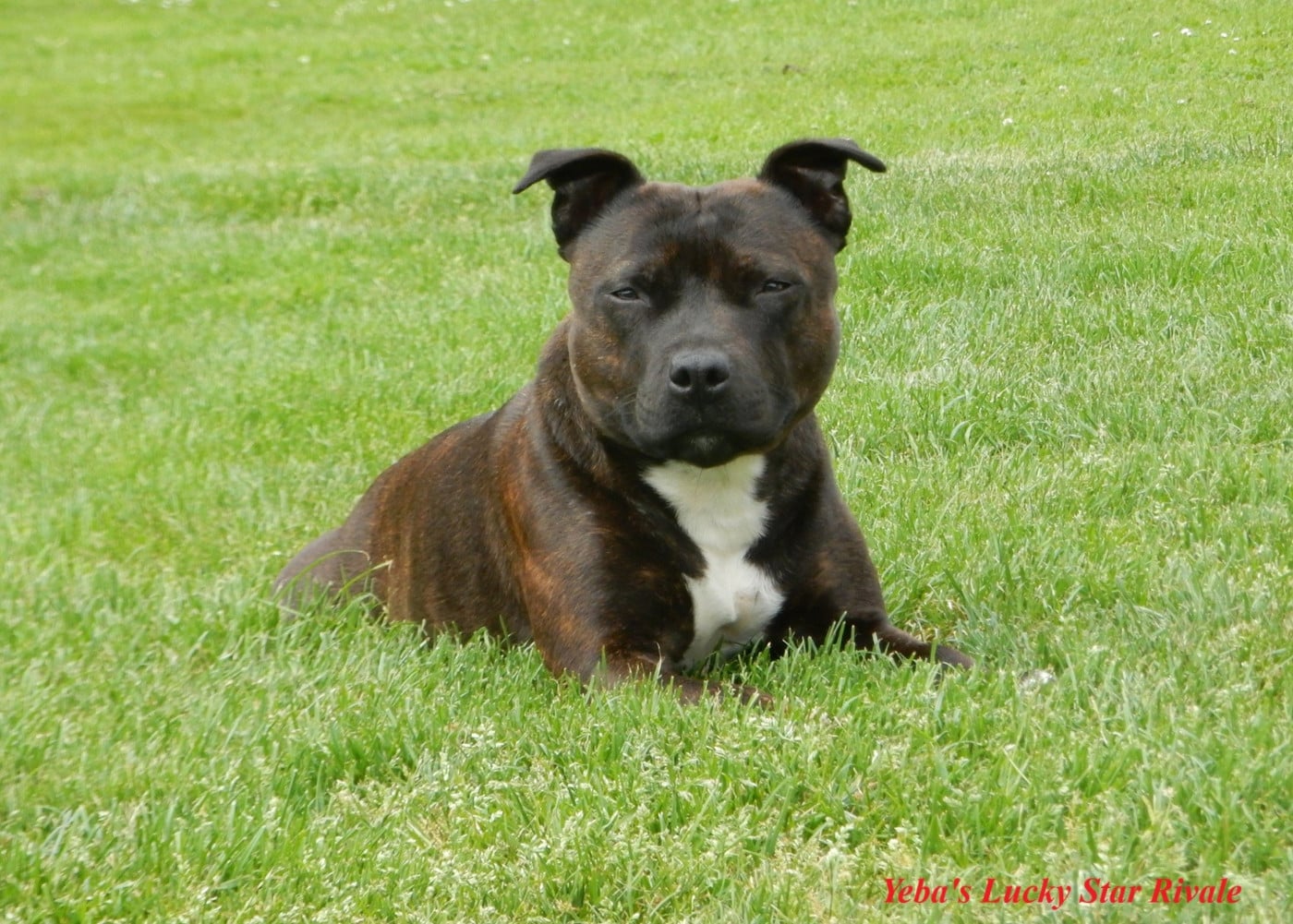 Publication : Du Royaume De Layka