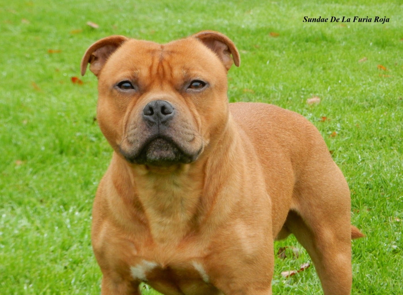 Publication : Du Royaume De Layka