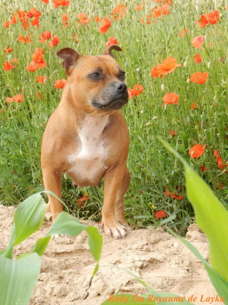 Ruby Du Royaume De Layka