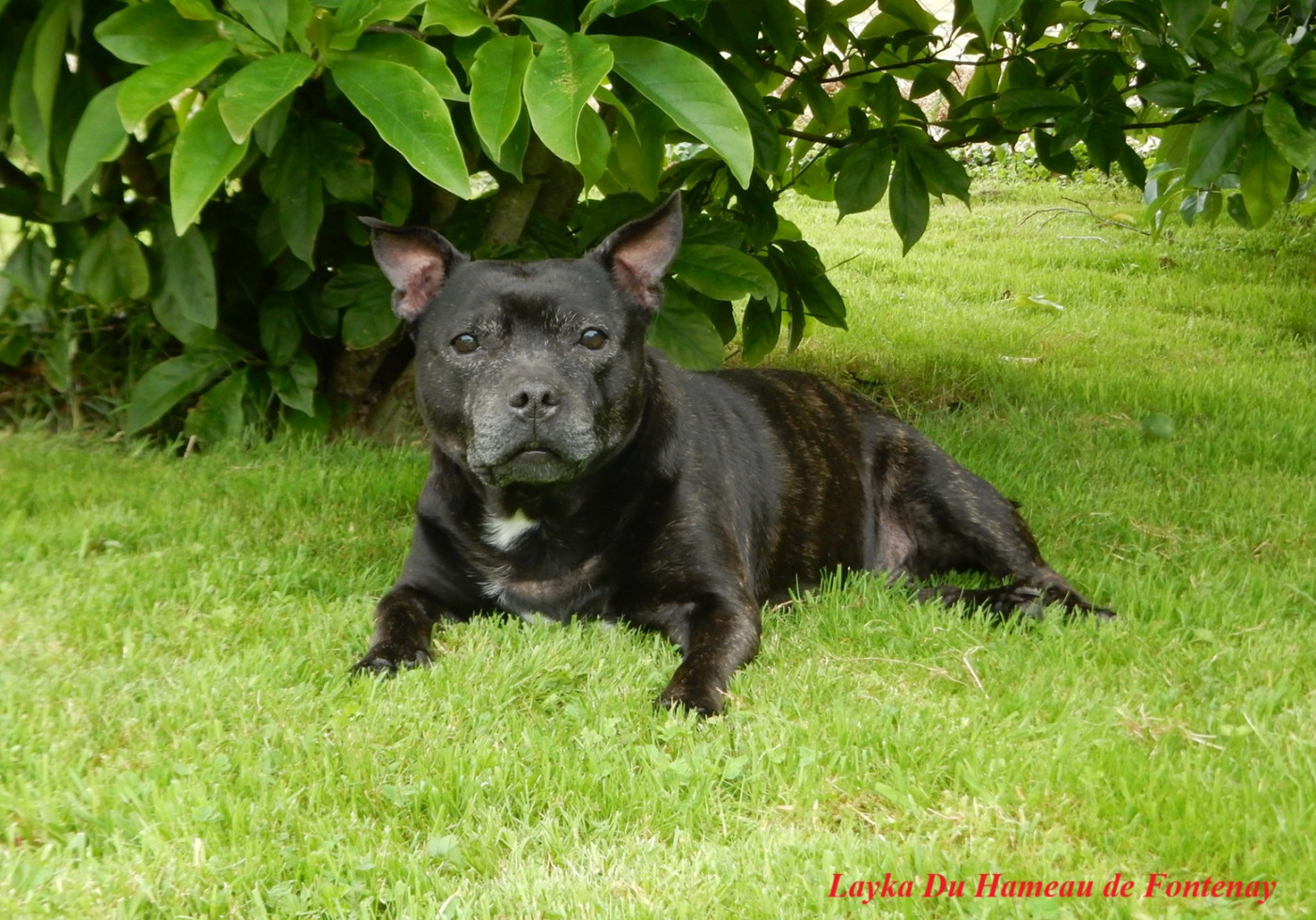 Layka du hameau de fontenay