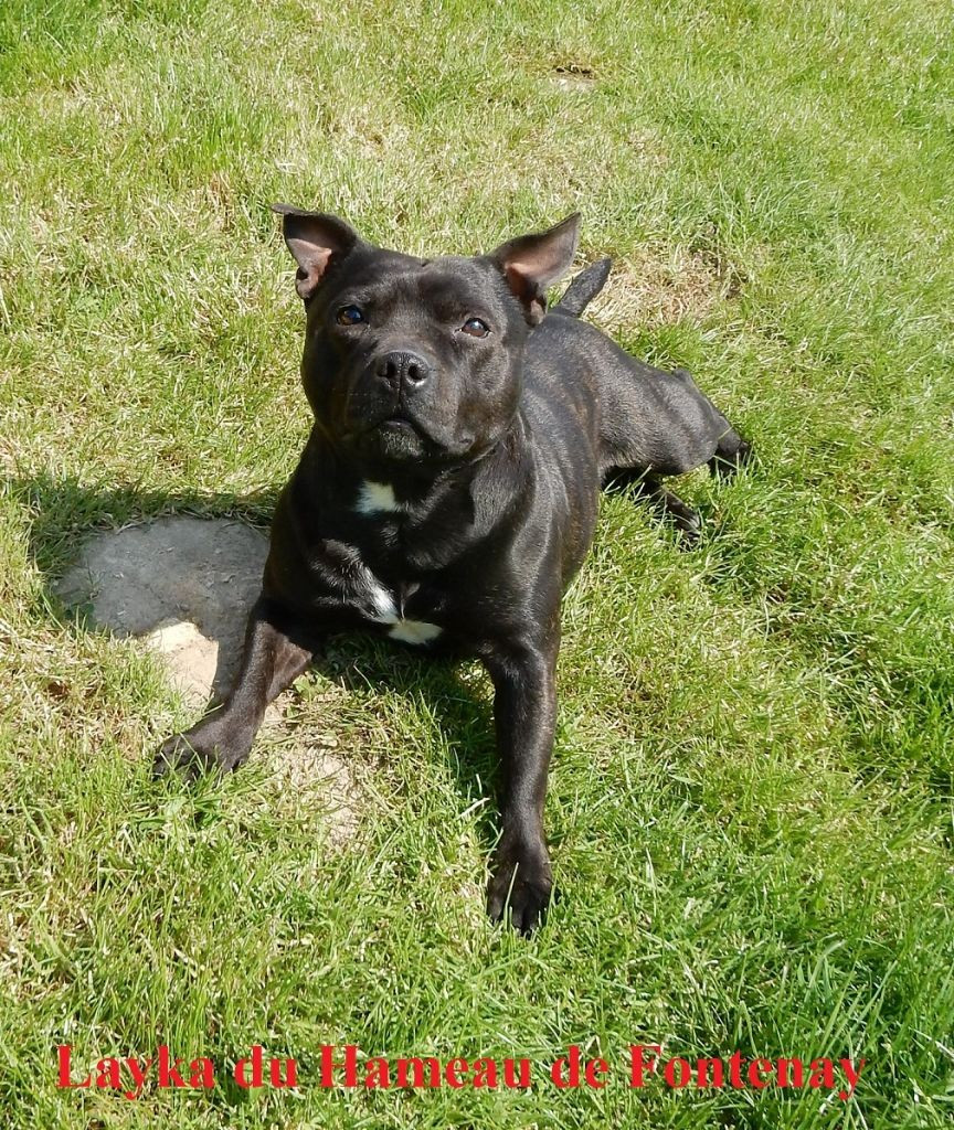 Layka du hameau de fontenay