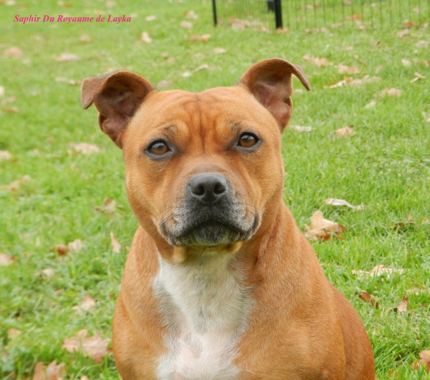 Saphir Du Royaume De Layka