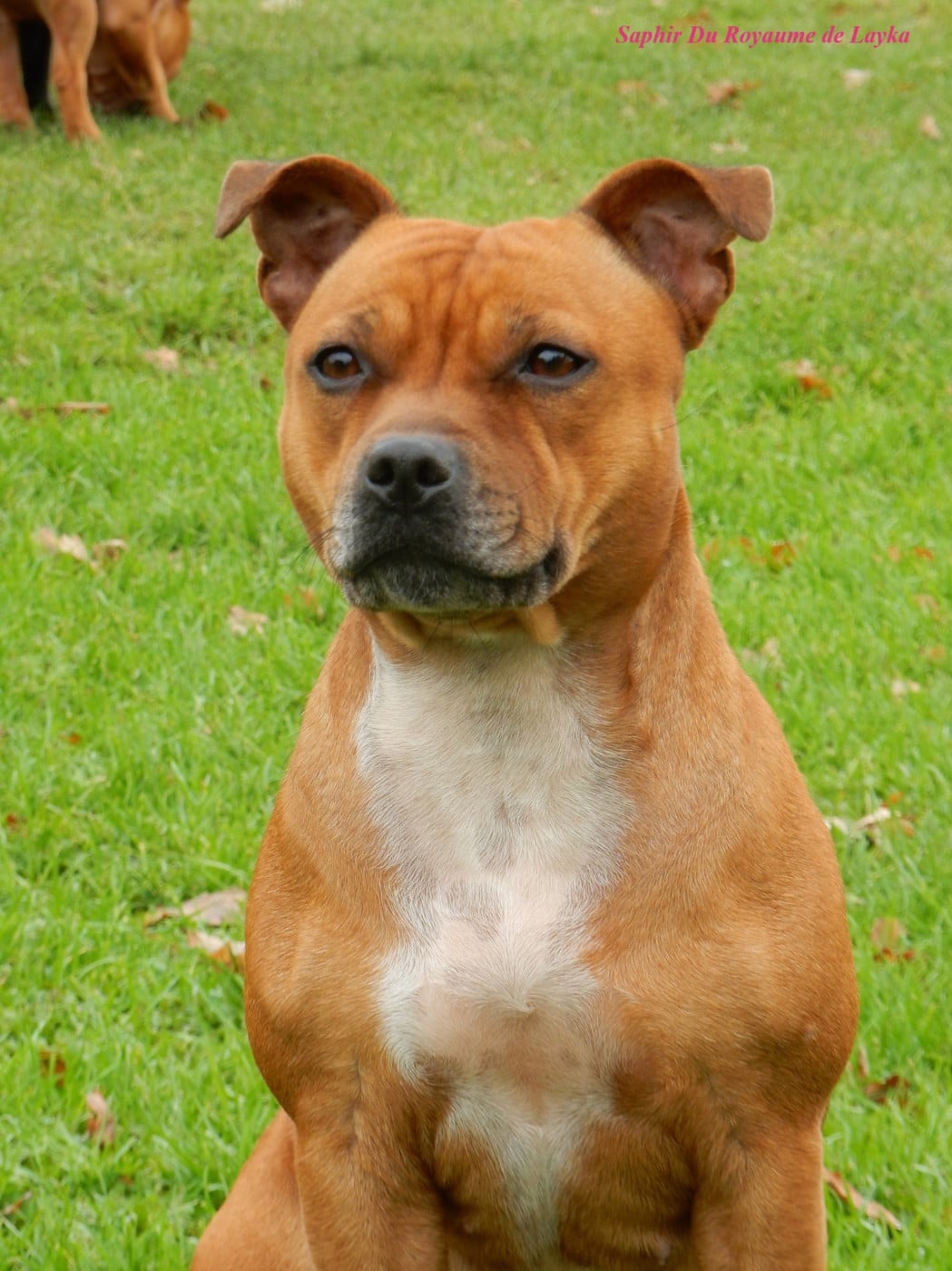 Saphir Du Royaume De Layka