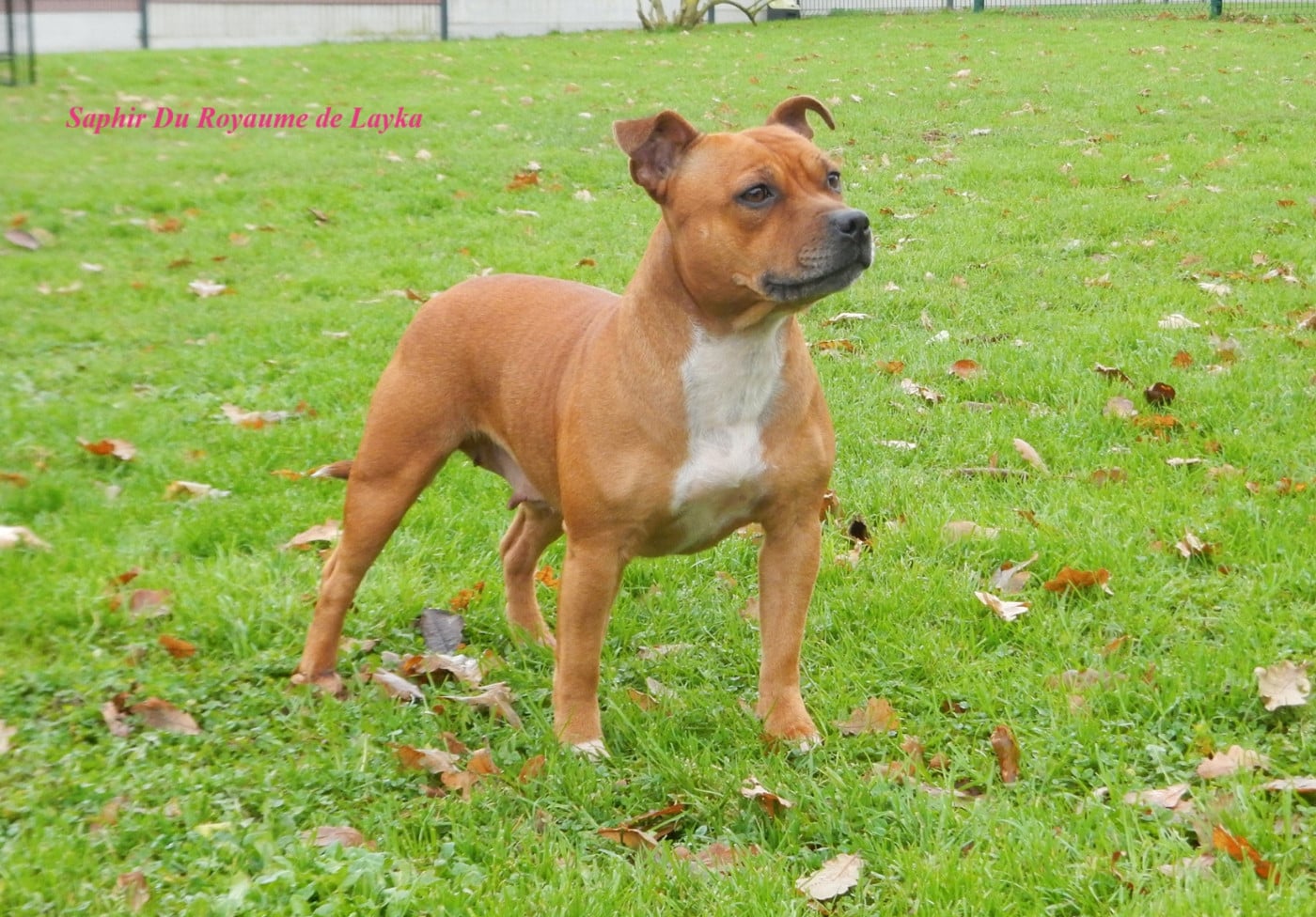 Saphir Du Royaume De Layka