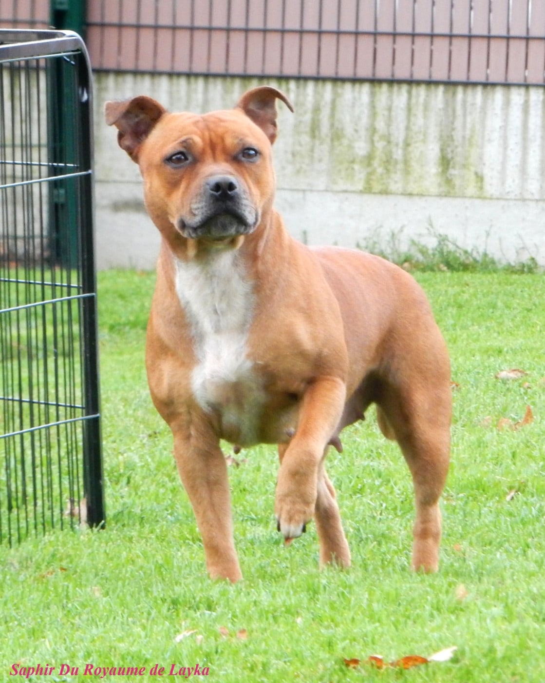 Saphir Du Royaume De Layka