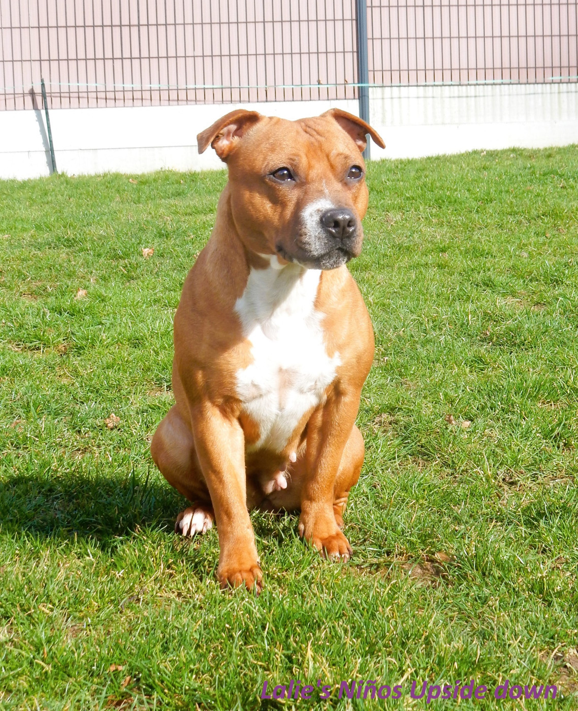 Lalie's Niños Upside down (diana)