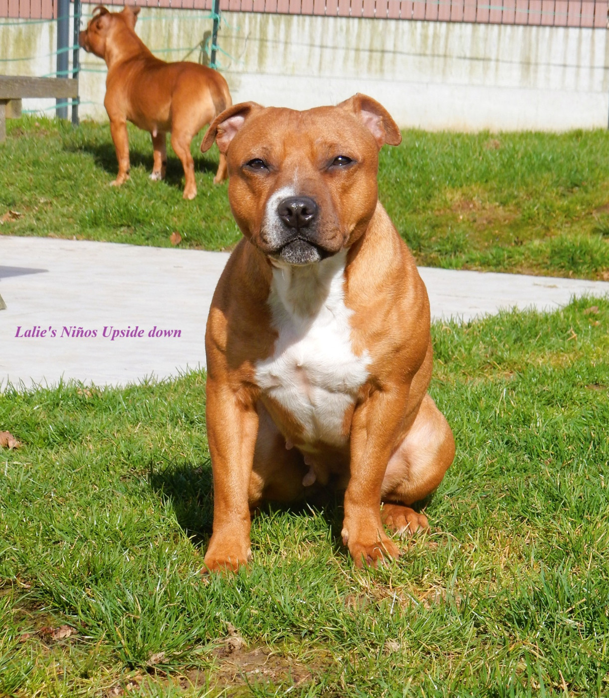 Lalie's Niños Upside down (diana)