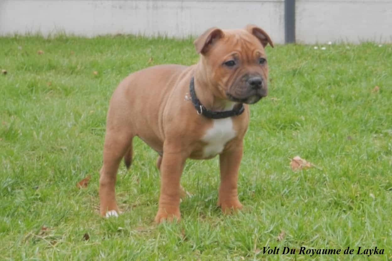 Volt Du Royaume De Layka